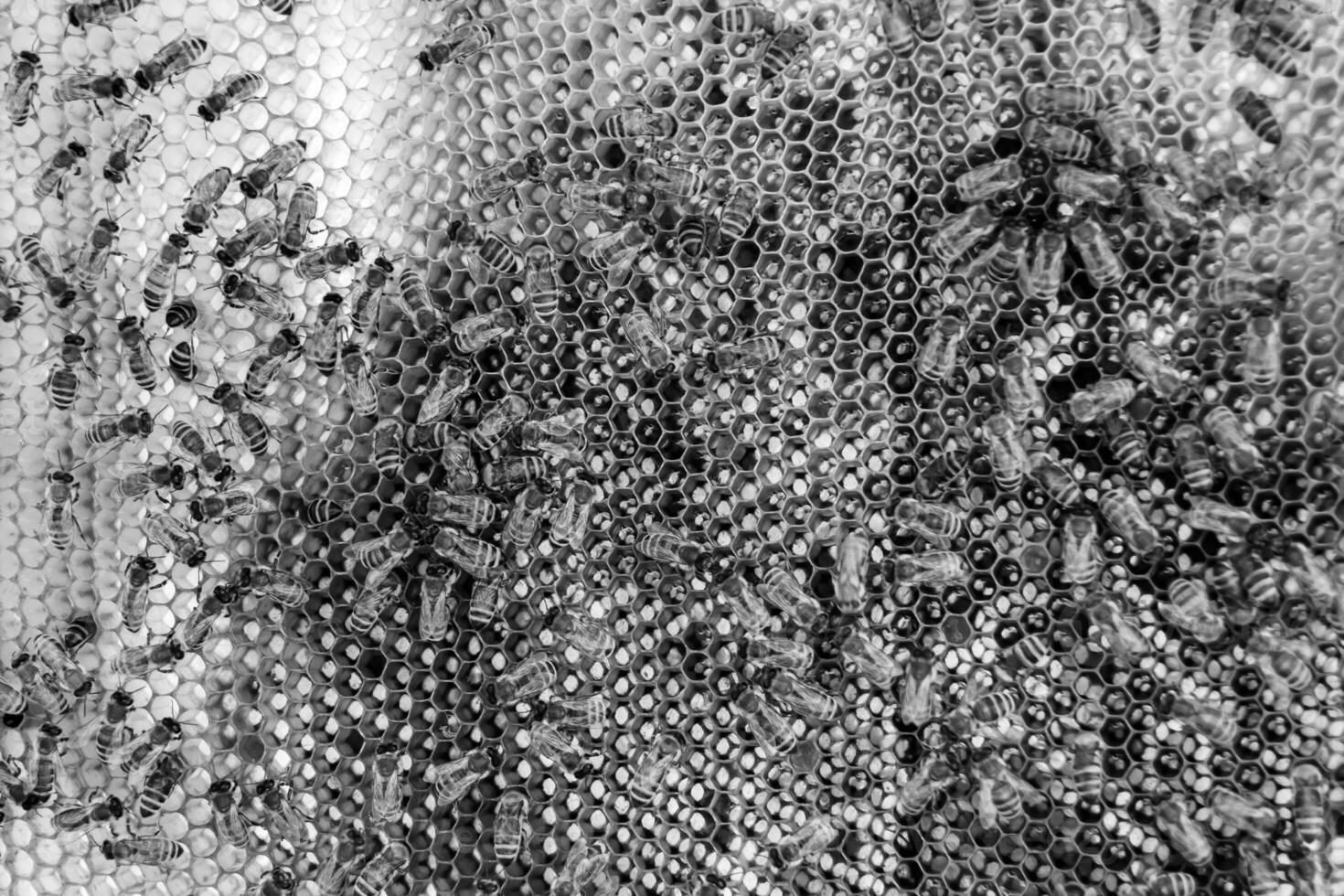 Abstract hexagon structure is honeycomb from bee hive filled photo