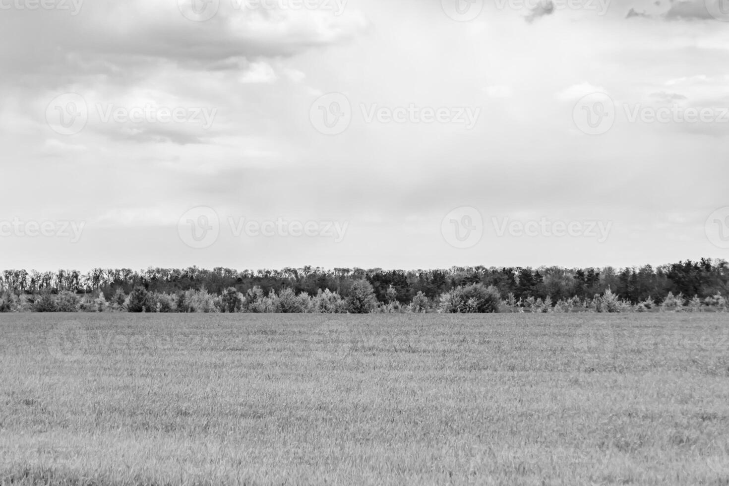 Beautiful horizon scenery in village meadow on color natural background photo