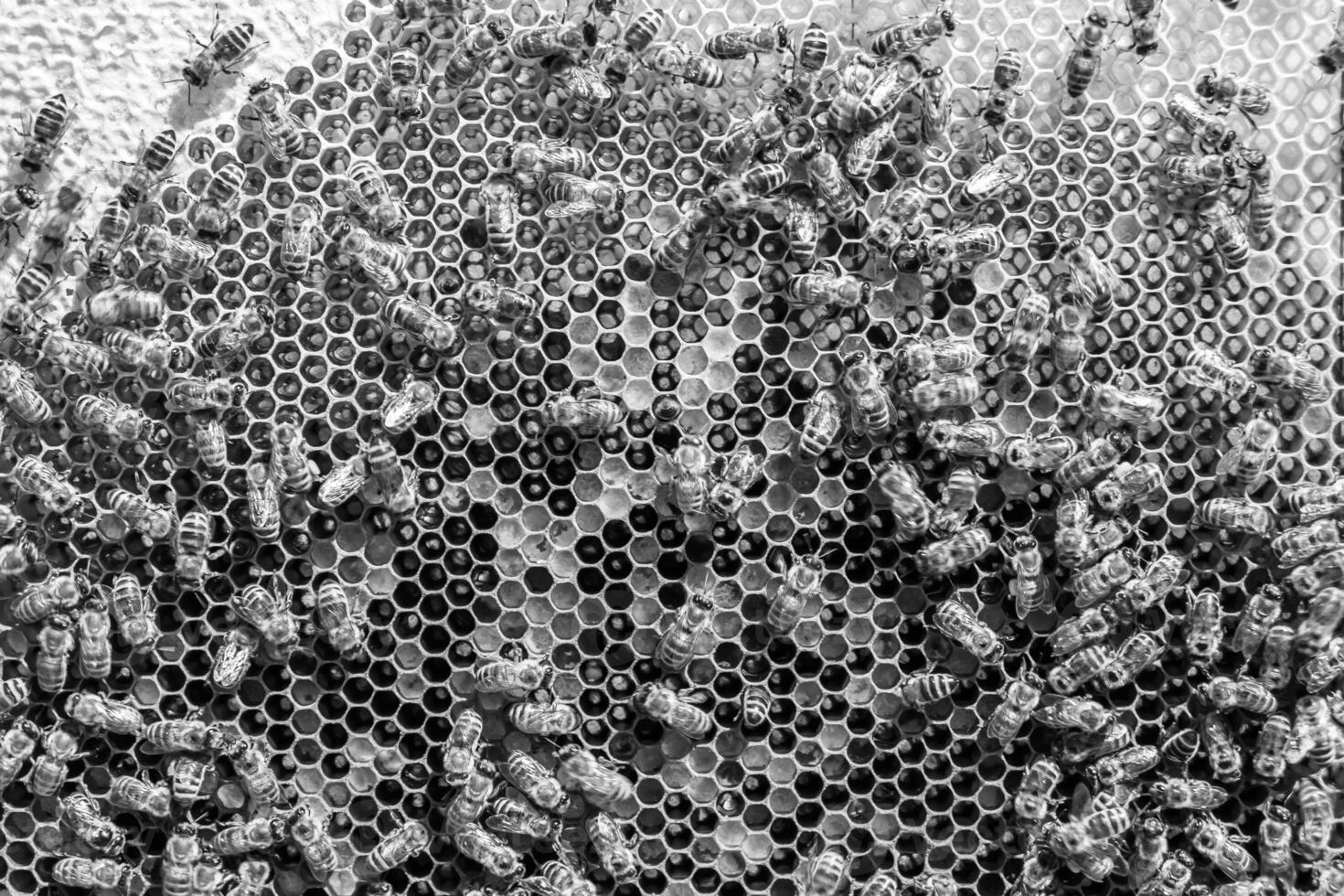 Abstract hexagon structure is honeycomb from bee hive filled photo