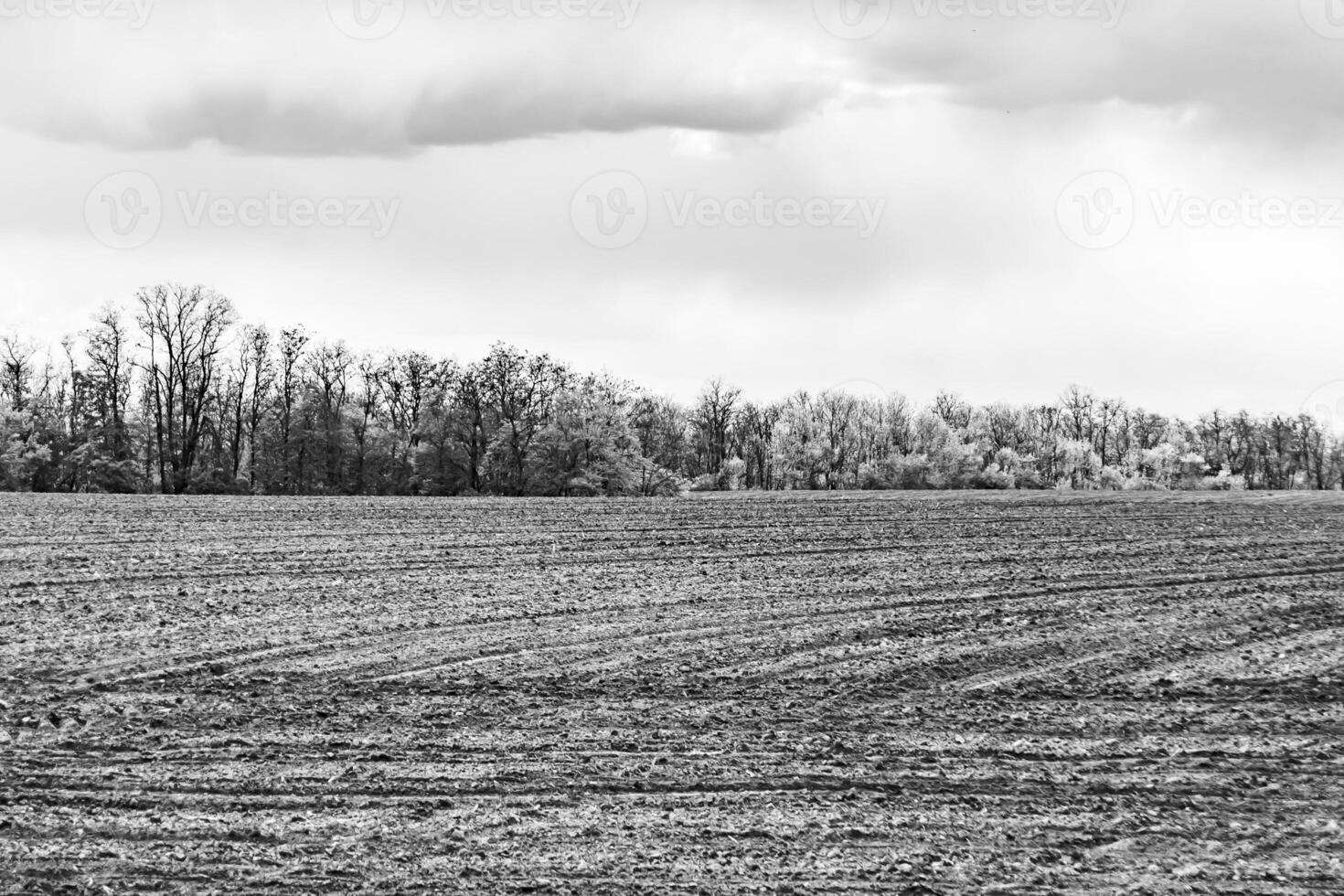 Photography on theme big empty farm field for organic harvest photo