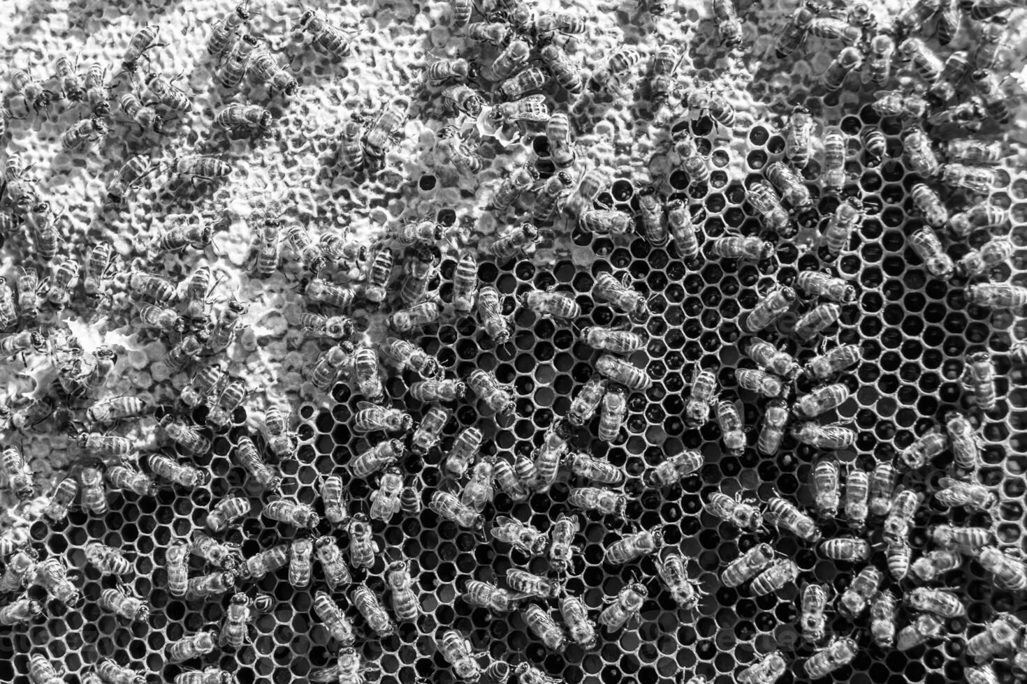 Abstract hexagon structure is honeycomb from bee hive filled photo