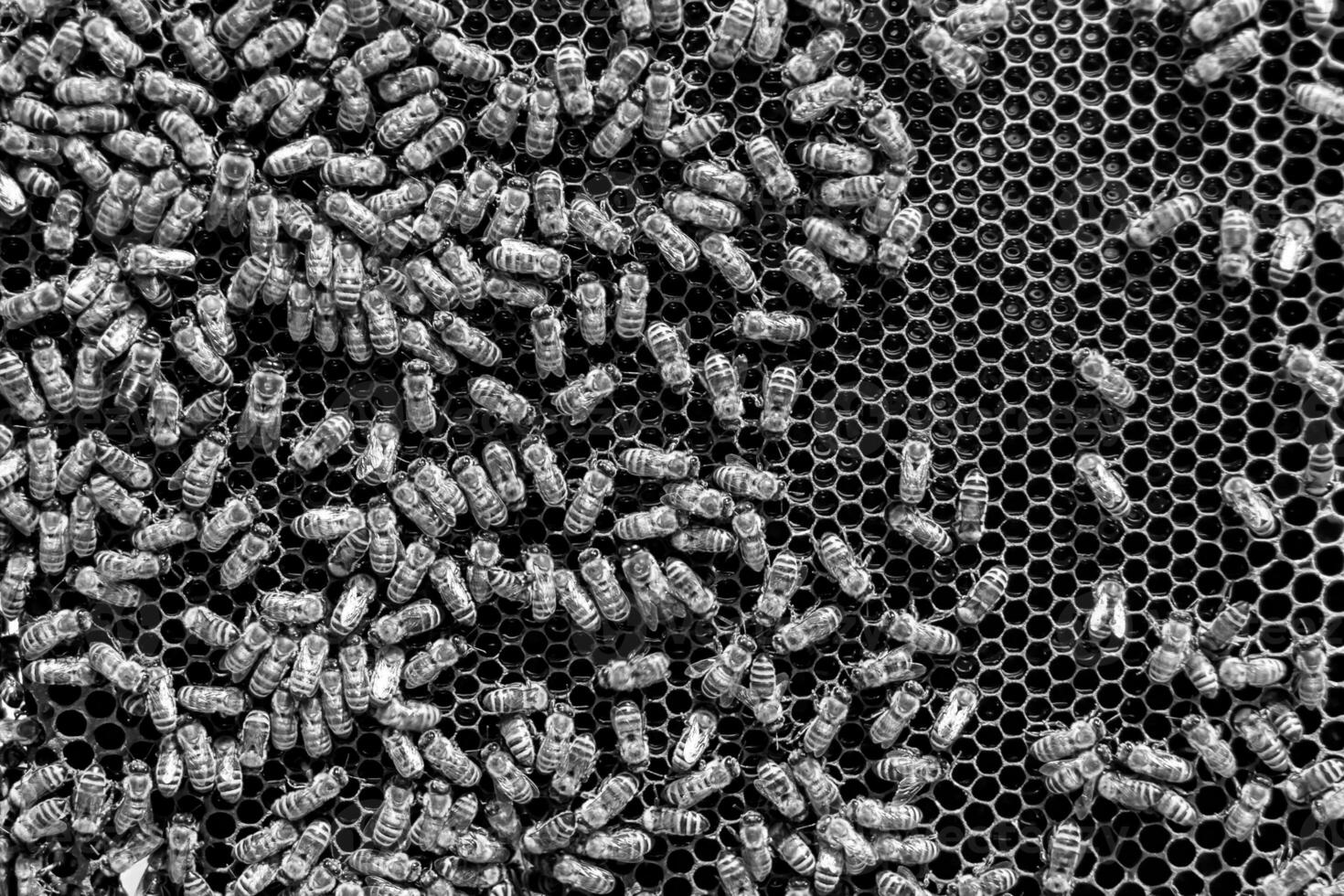 Abstract hexagon structure is honeycomb from bee hive filled photo