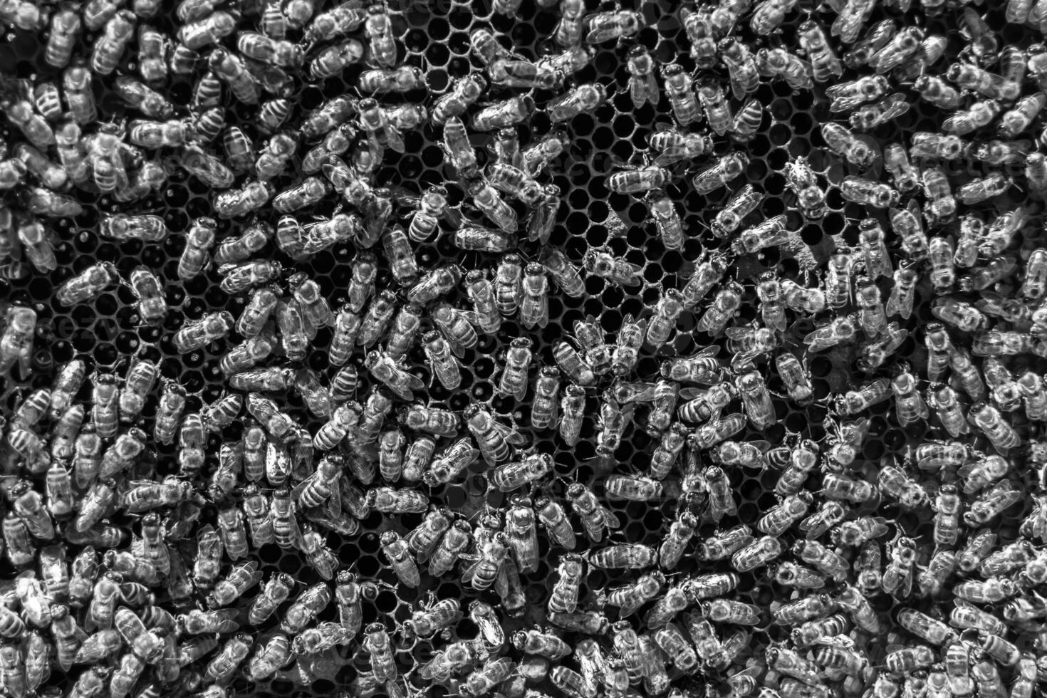 Abstract hexagon structure is honeycomb from bee hive filled photo