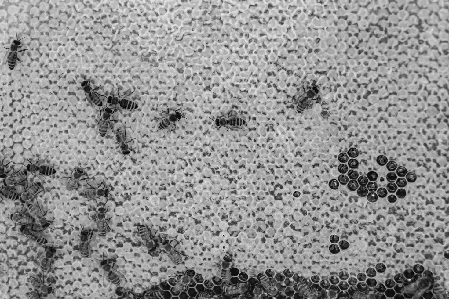 Abstract hexagon structure is honeycomb from bee hive filled photo
