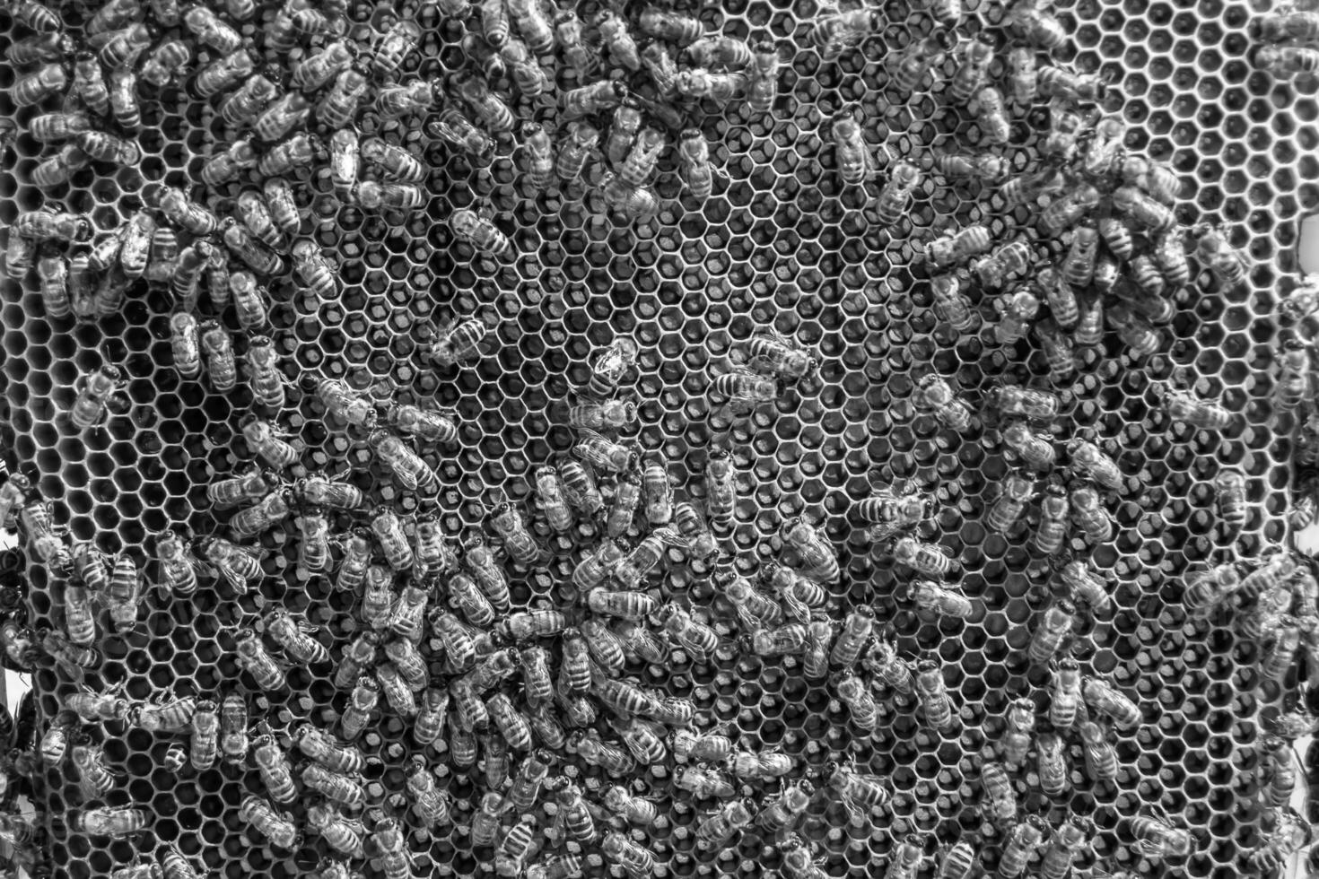 Abstract hexagon structure is honeycomb from bee hive filled photo