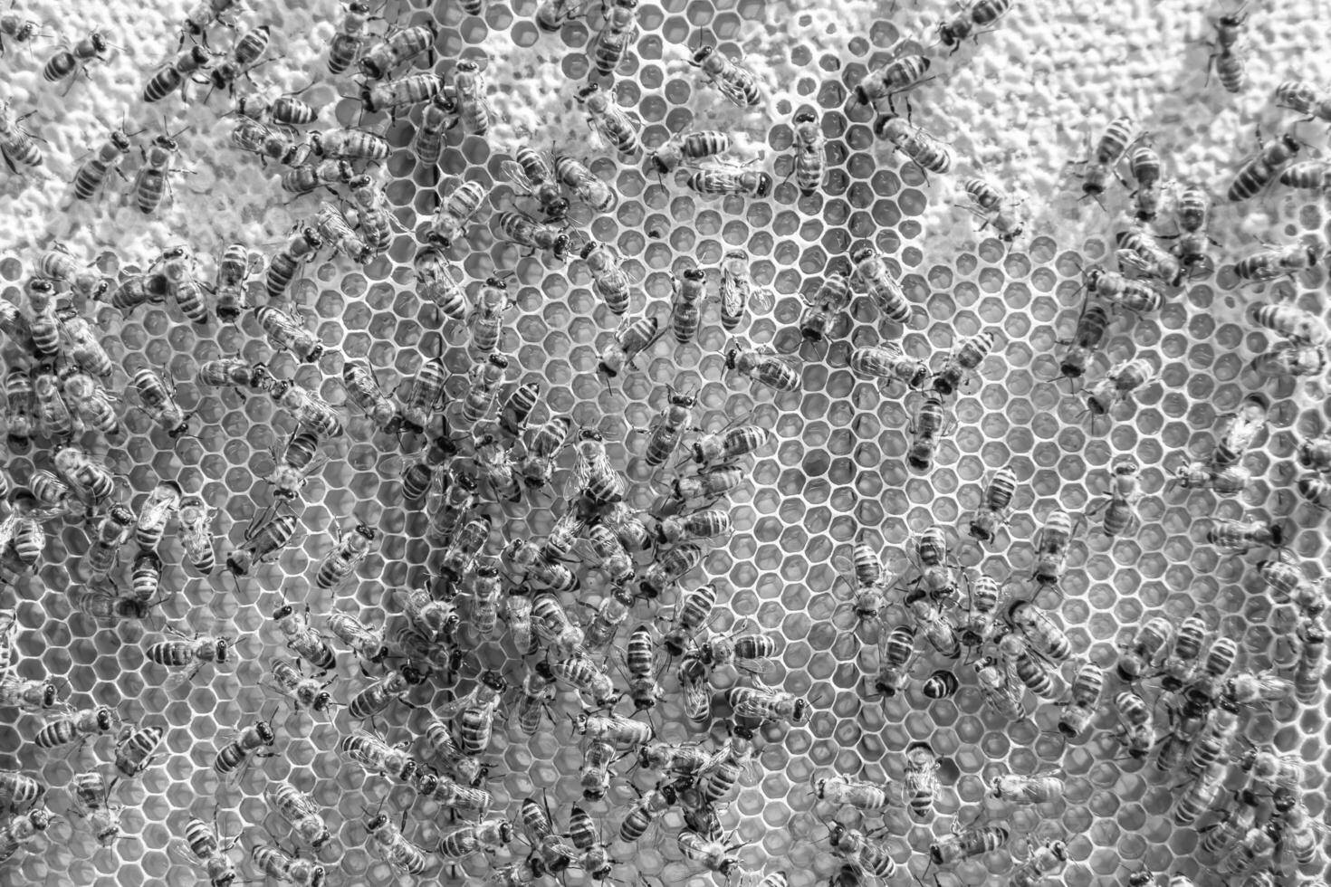 Abstract hexagon structure is honeycomb from bee hive filled photo