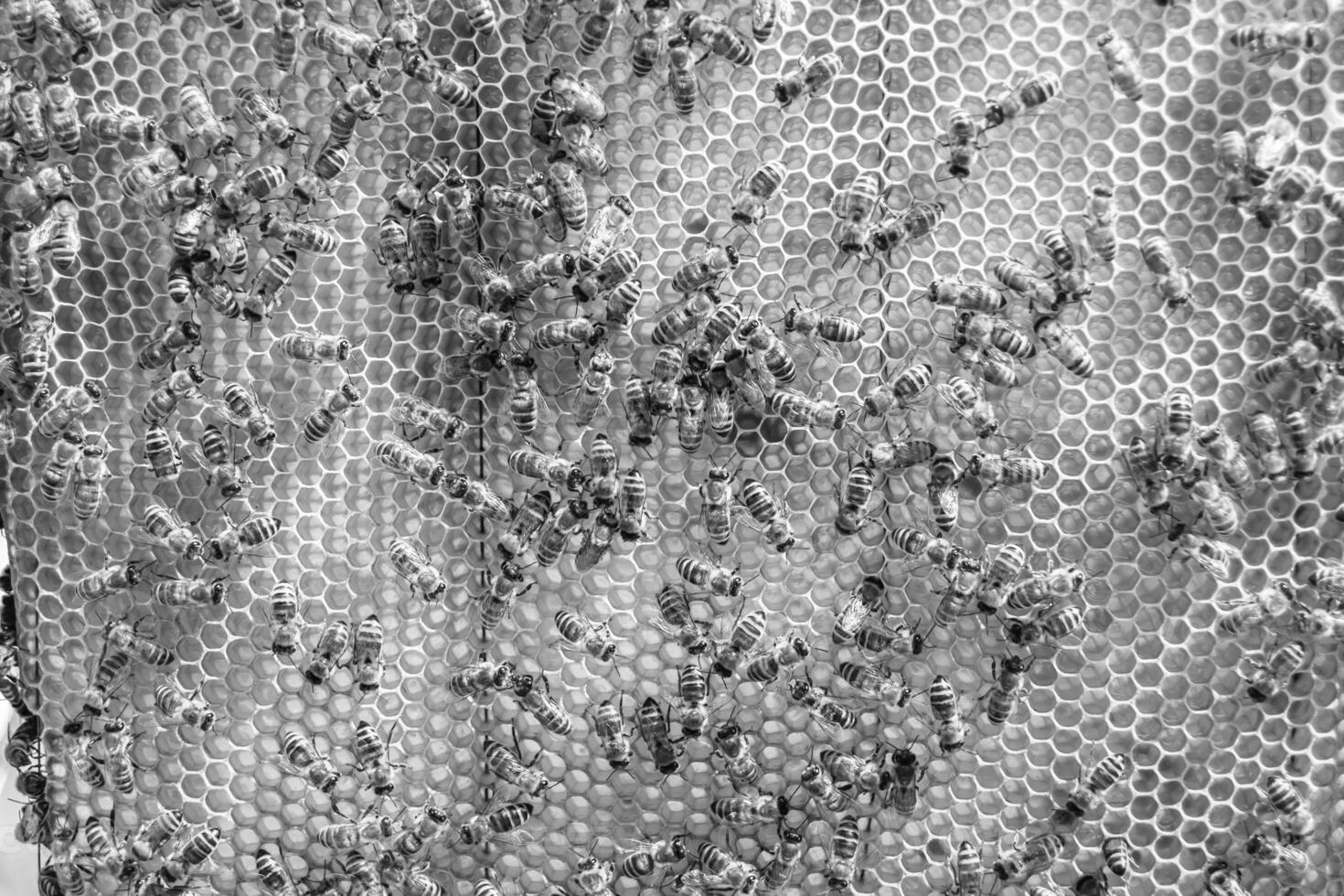 Abstract hexagon structure is honeycomb from bee hive filled photo