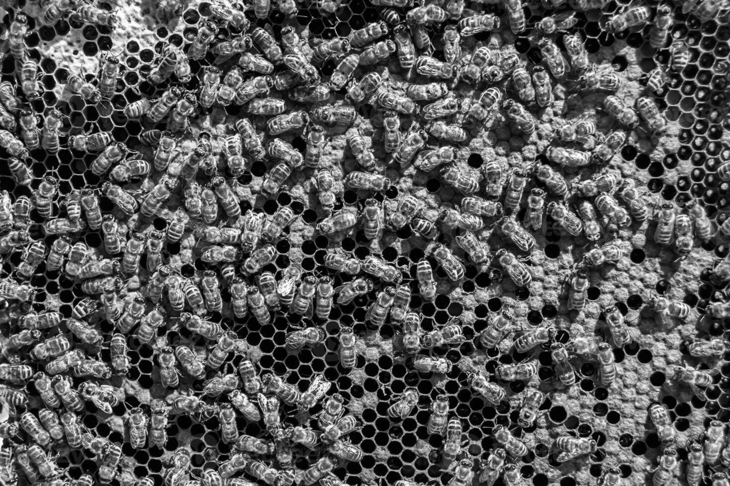 Abstract hexagon structure is honeycomb from bee hive filled photo