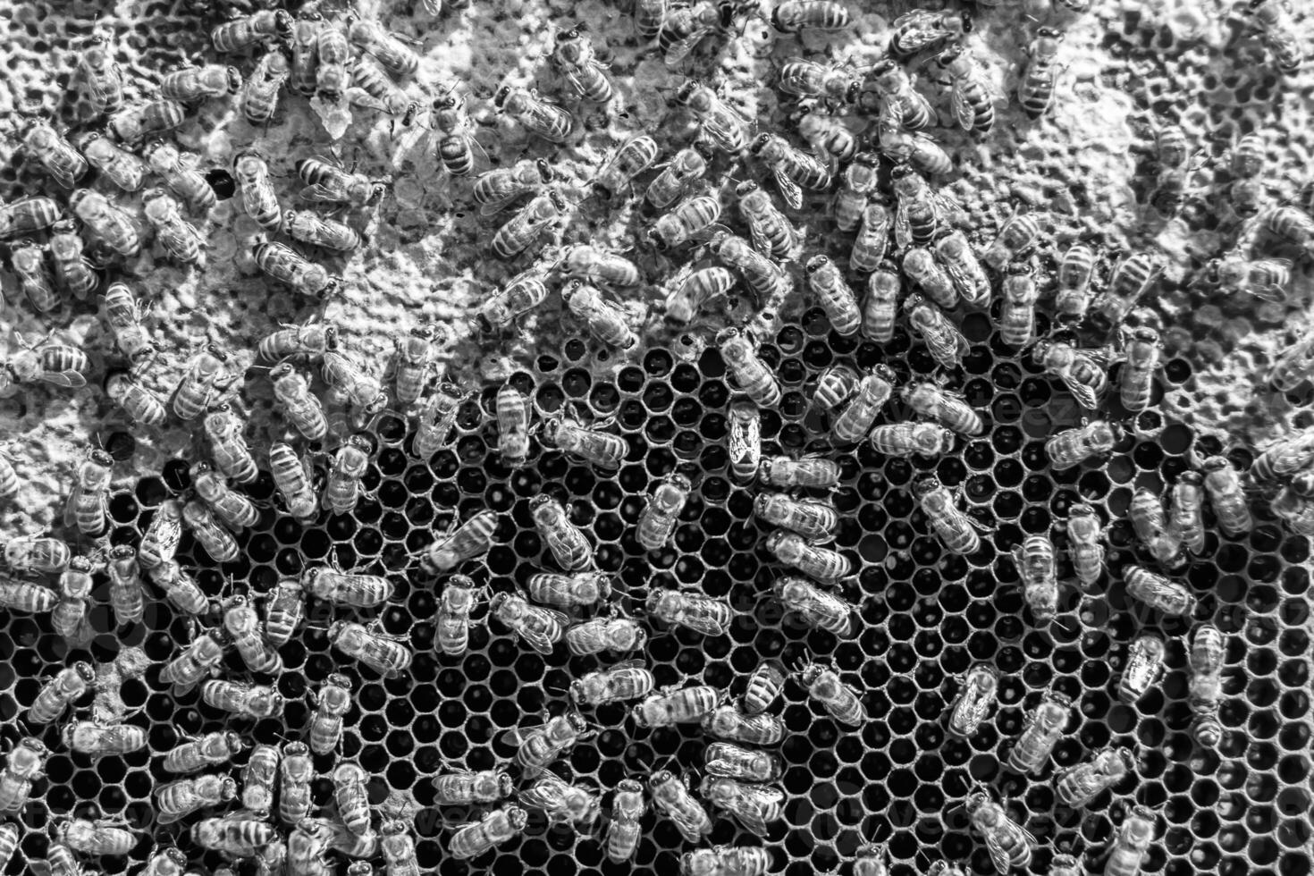 Abstract hexagon structure is honeycomb from bee hive filled photo