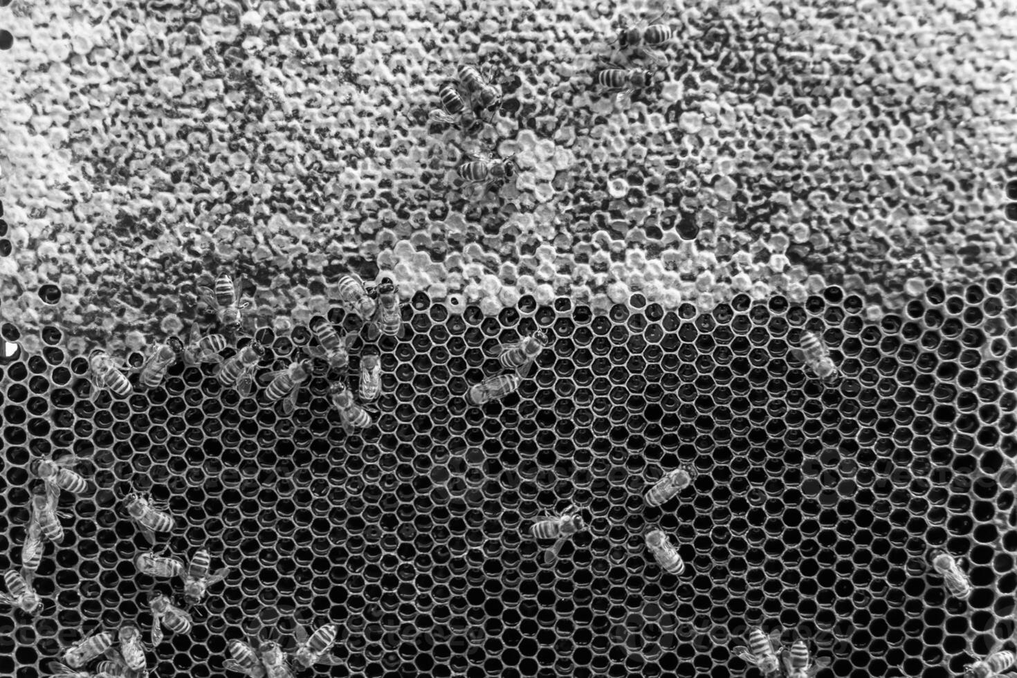 Abstract hexagon structure is honeycomb from bee hive filled photo