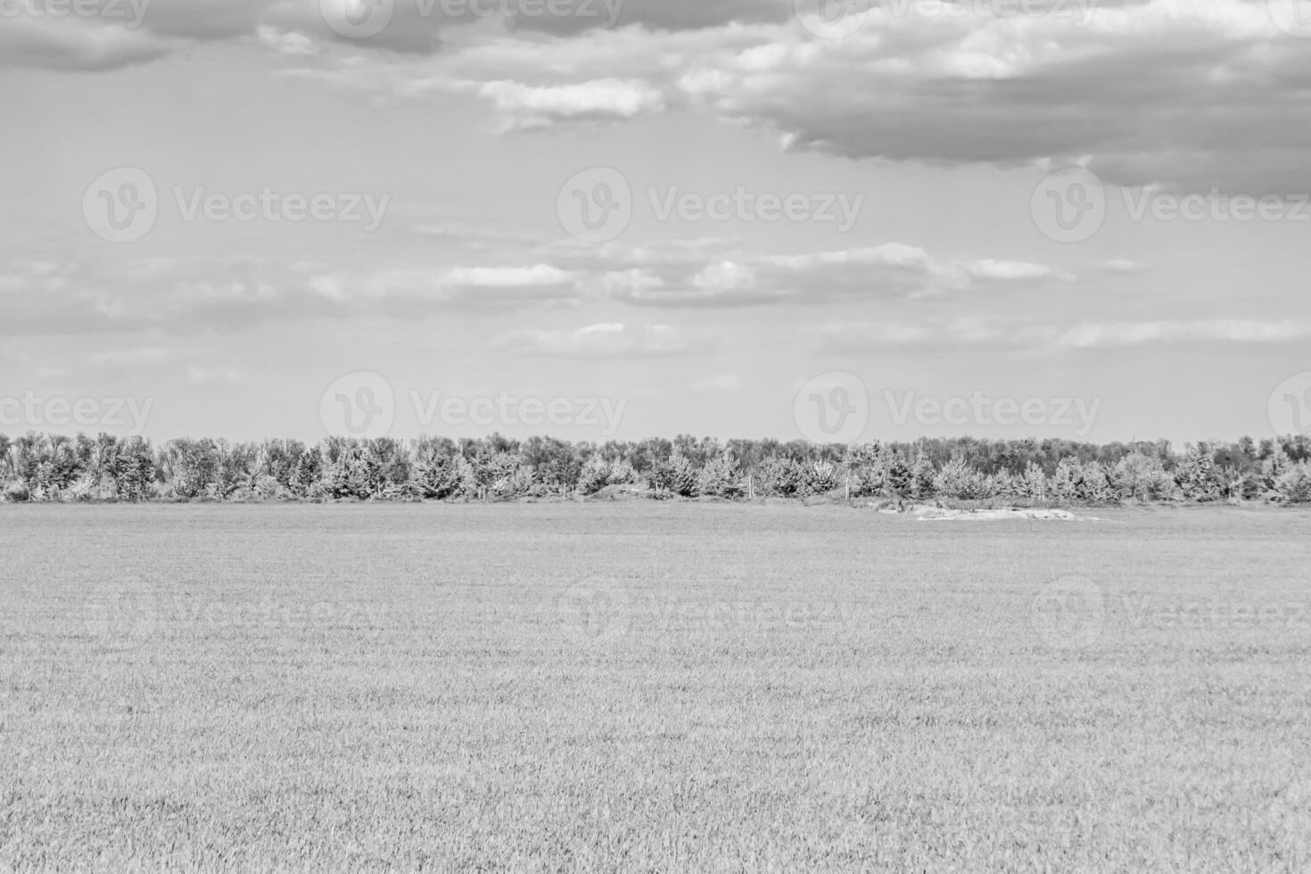 Beautiful horizon scenery in village meadow on color natural background photo