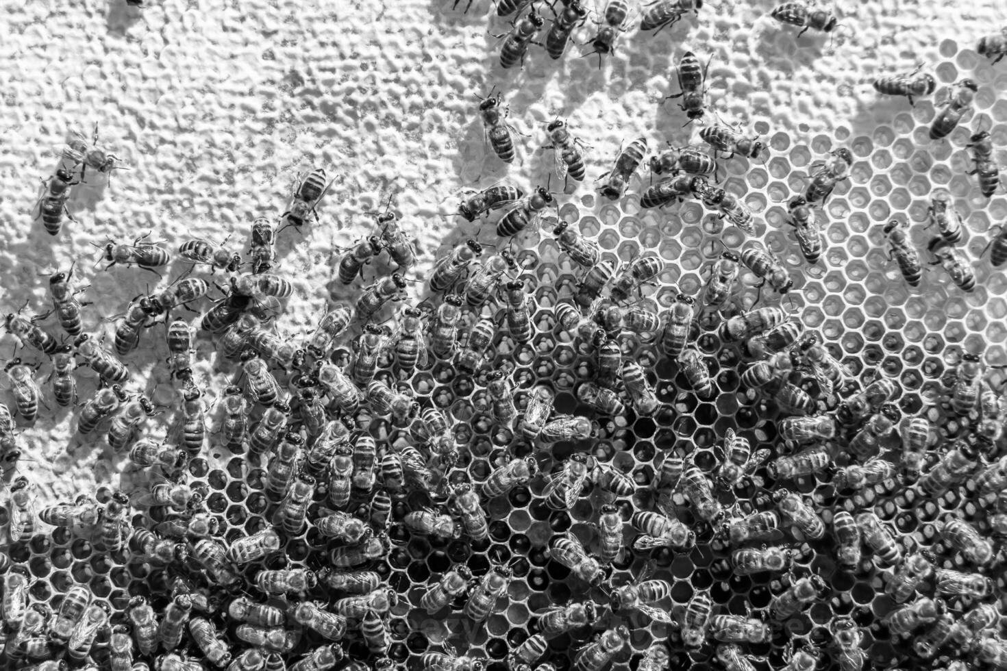 Abstract hexagon structure is honeycomb from bee hive filled photo