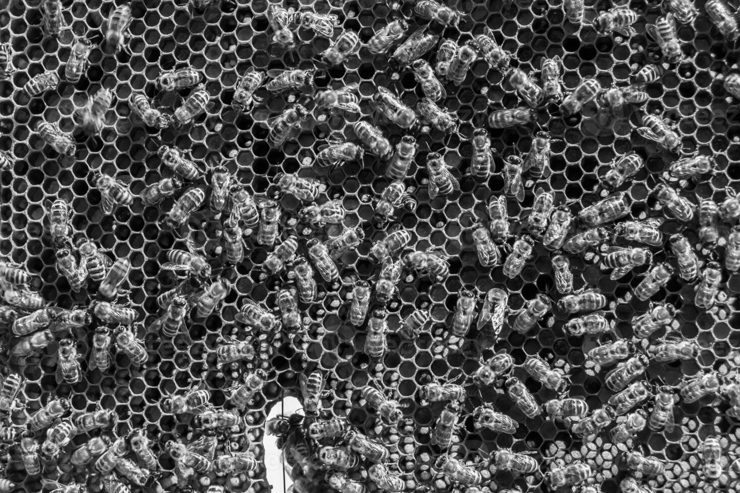 Abstract hexagon structure is honeycomb from bee hive filled photo