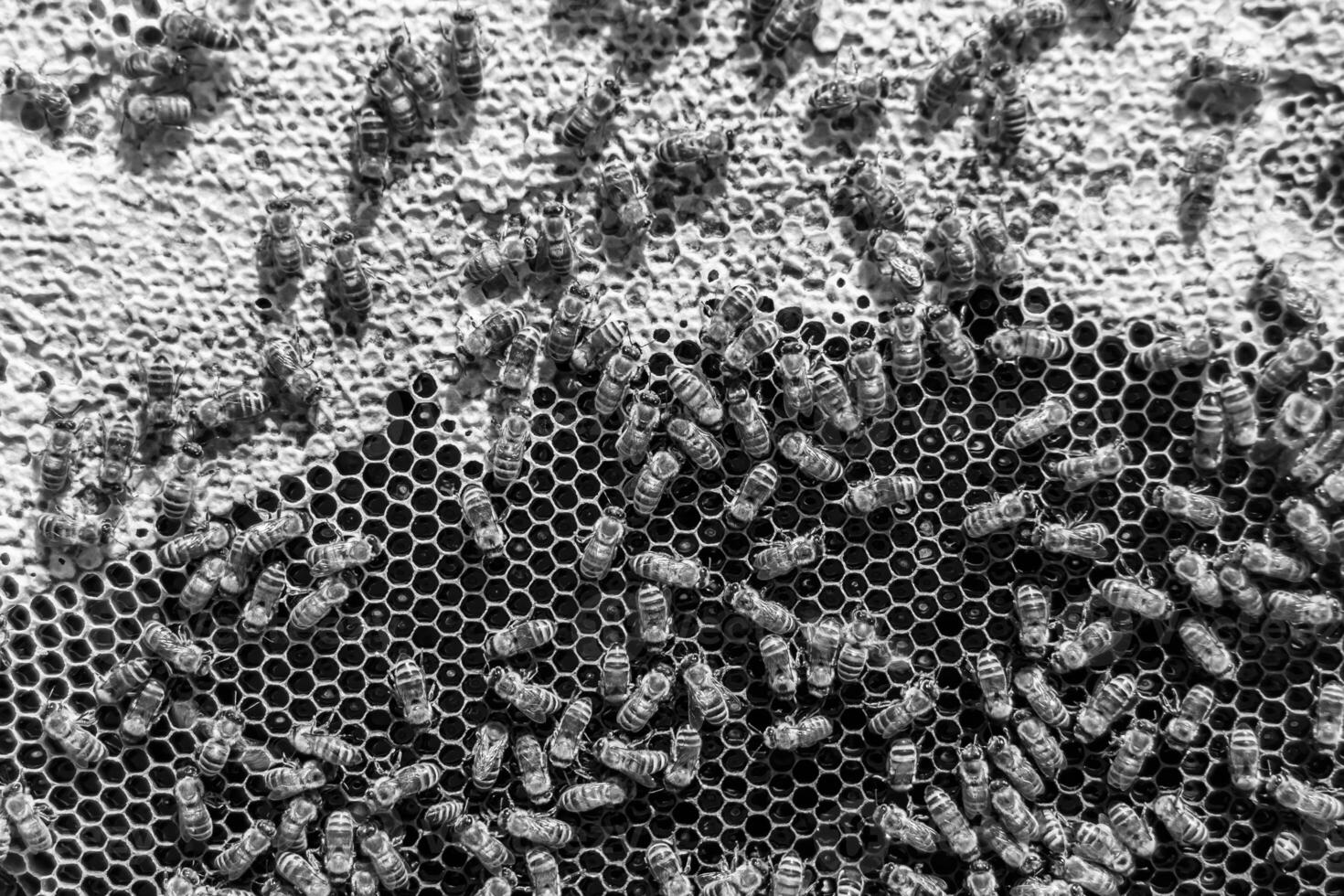 Abstract hexagon structure is honeycomb from bee hive filled photo