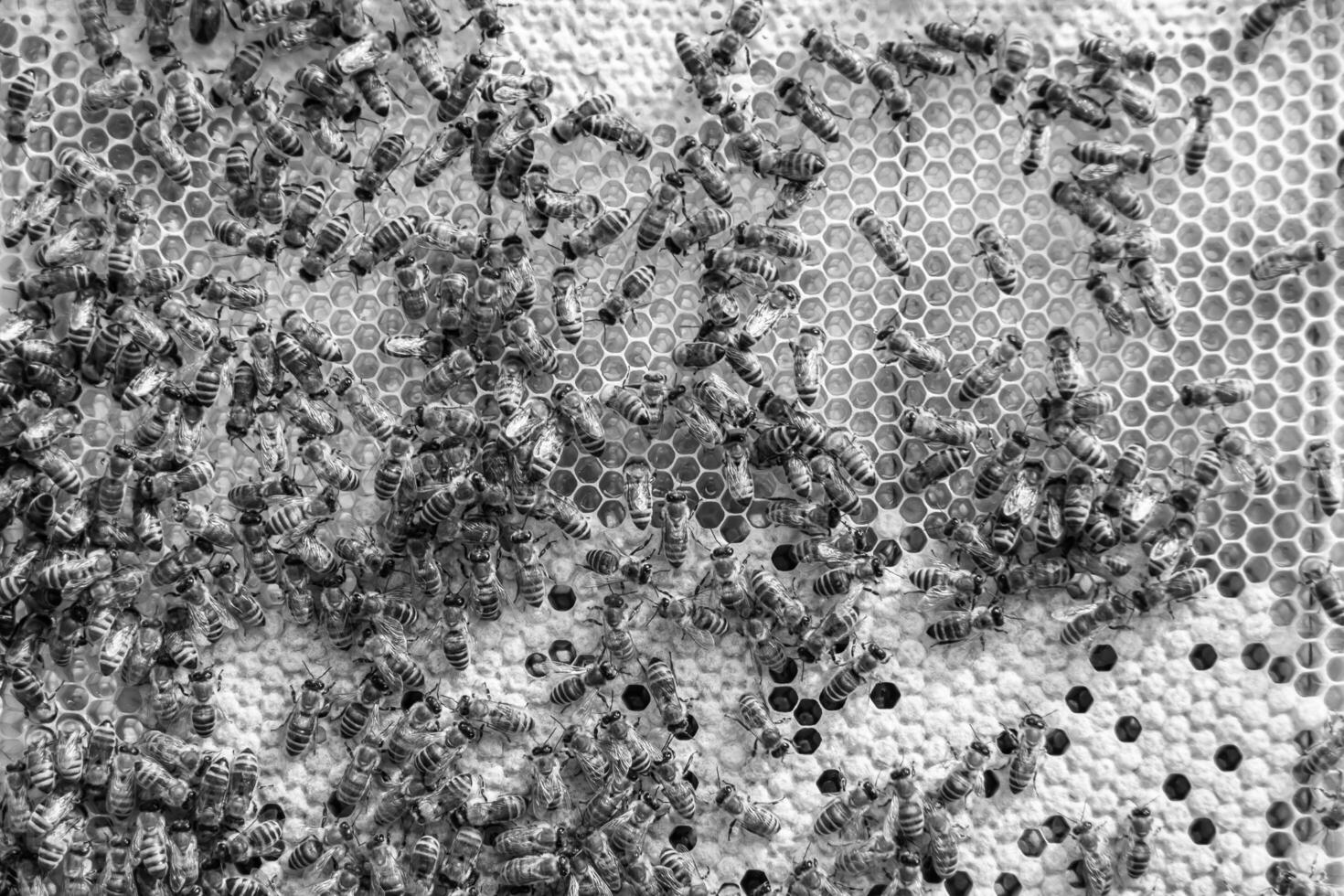 Abstract hexagon structure is honeycomb from bee hive filled photo