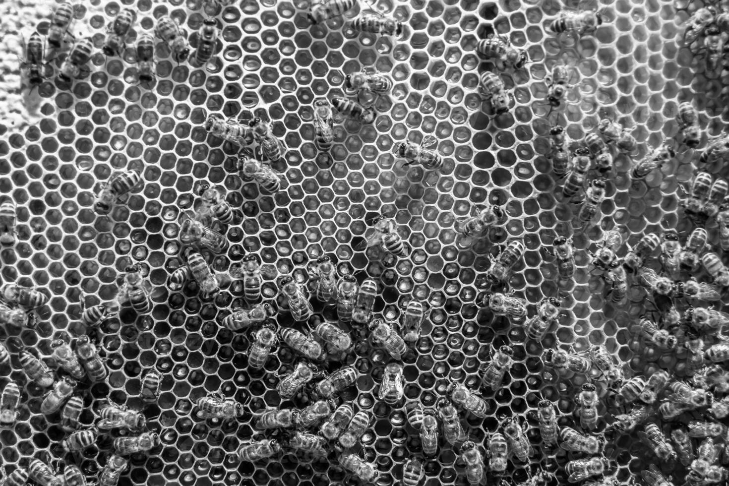 Abstract hexagon structure is honeycomb from bee hive filled photo