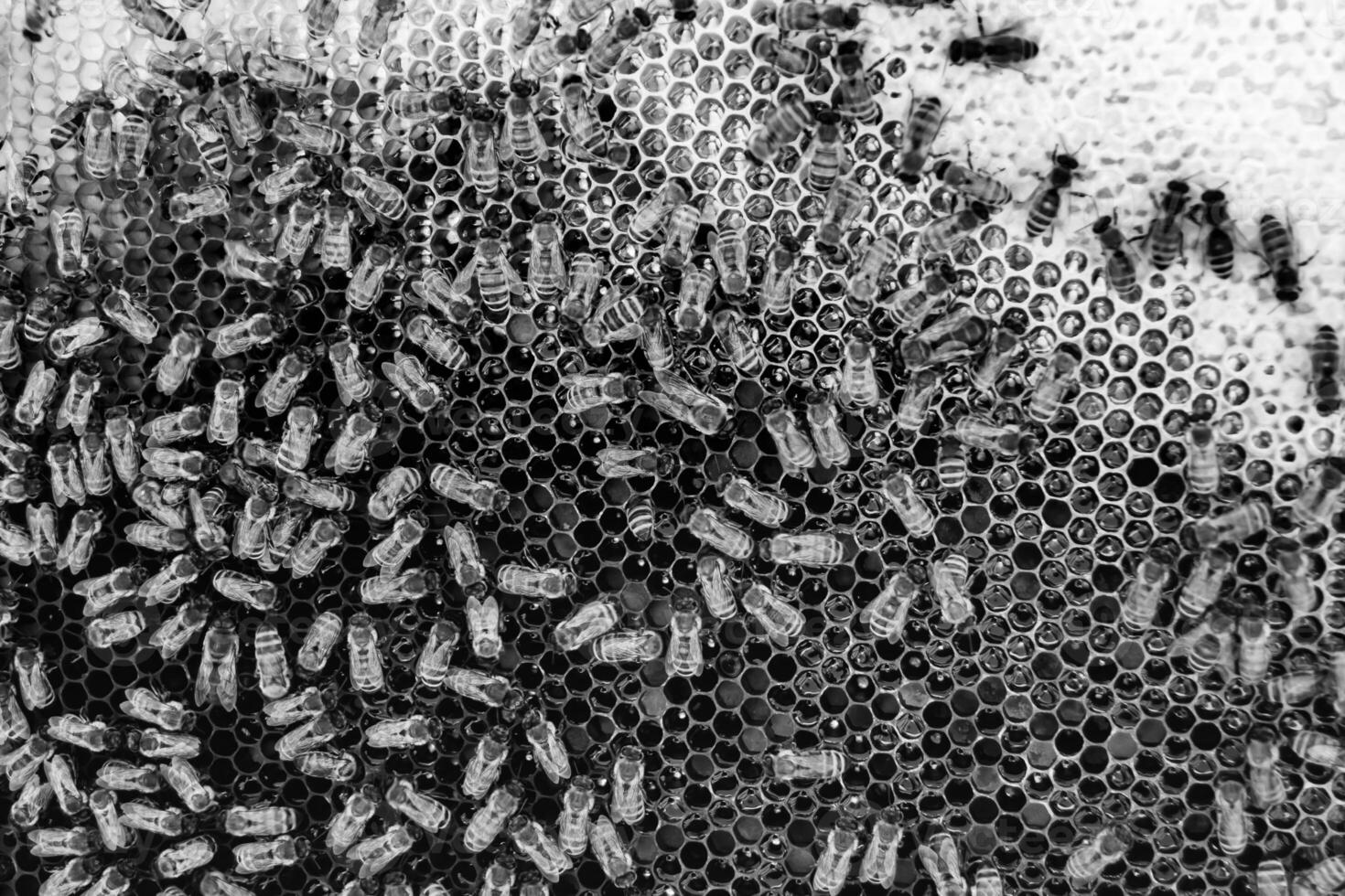 Abstract hexagon structure is honeycomb from bee hive filled photo