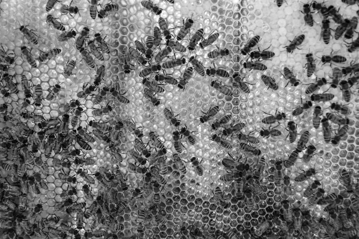 Abstract hexagon structure is honeycomb from bee hive filled photo
