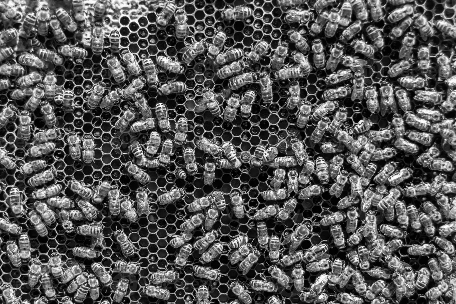 Abstract hexagon structure is honeycomb from bee hive filled photo