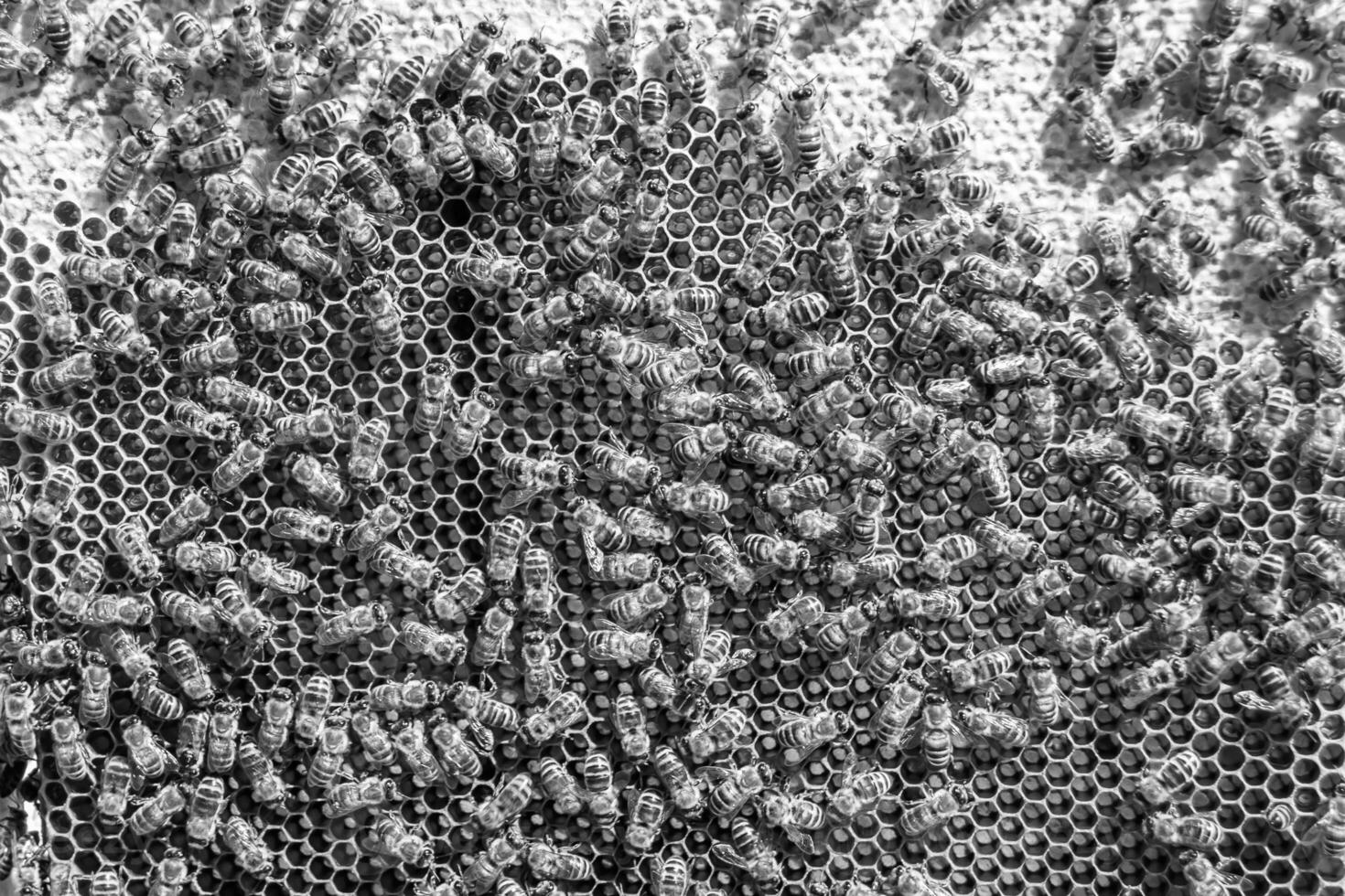Abstract hexagon structure is honeycomb from bee hive filled photo