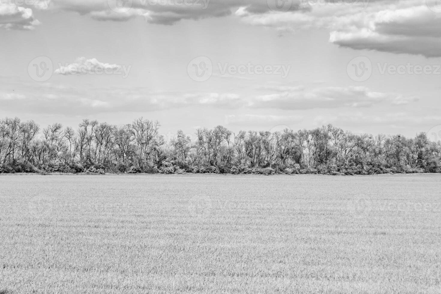 Beautiful horizon scenery in village meadow on color natural background photo