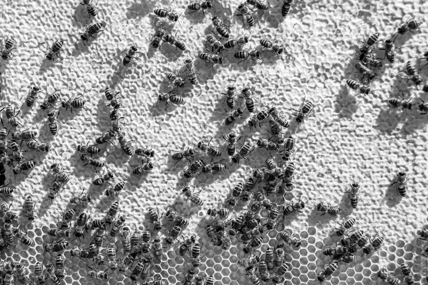 Abstract hexagon structure is honeycomb from bee hive filled photo