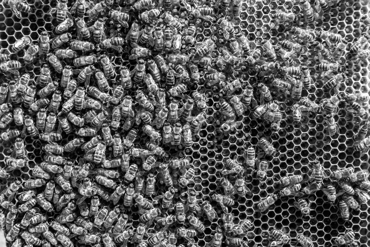 Abstract hexagon structure is honeycomb from bee hive filled photo