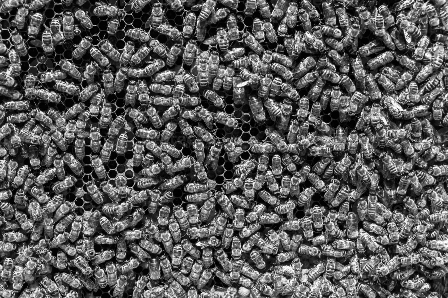 Abstract hexagon structure is honeycomb from bee hive filled photo