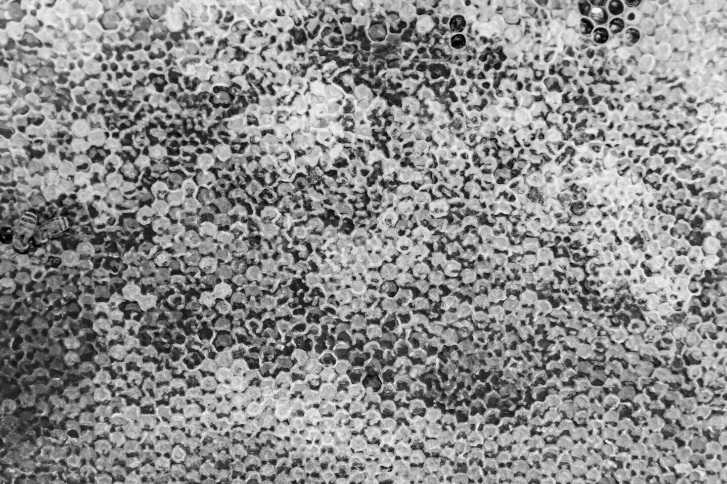 Abstract hexagon structure is honeycomb from bee hive filled photo