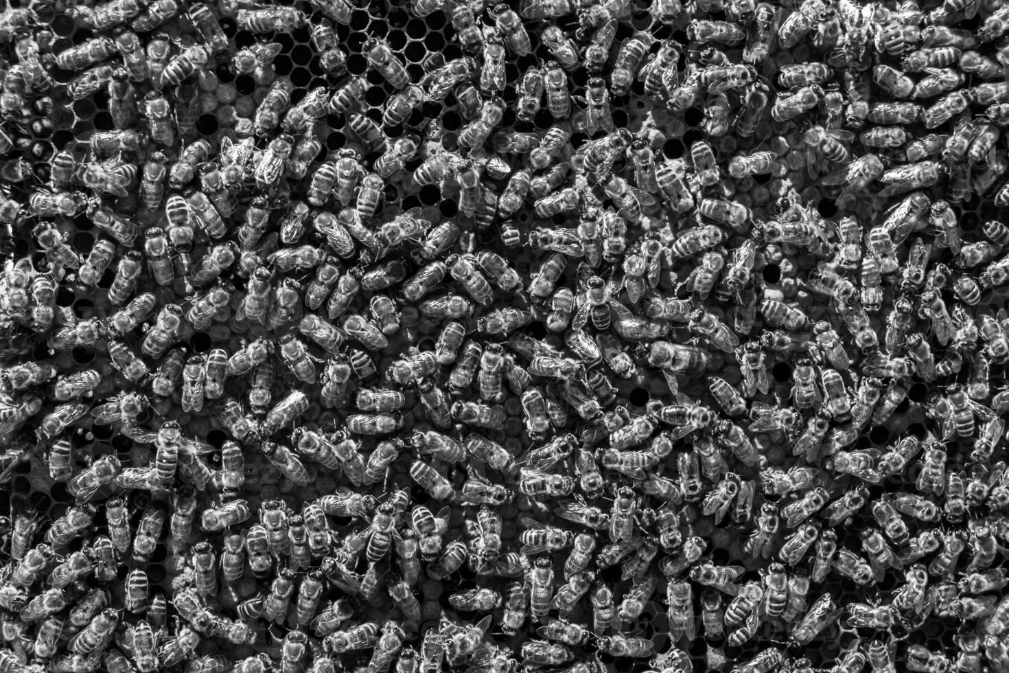 Abstract hexagon structure is honeycomb from bee hive filled photo