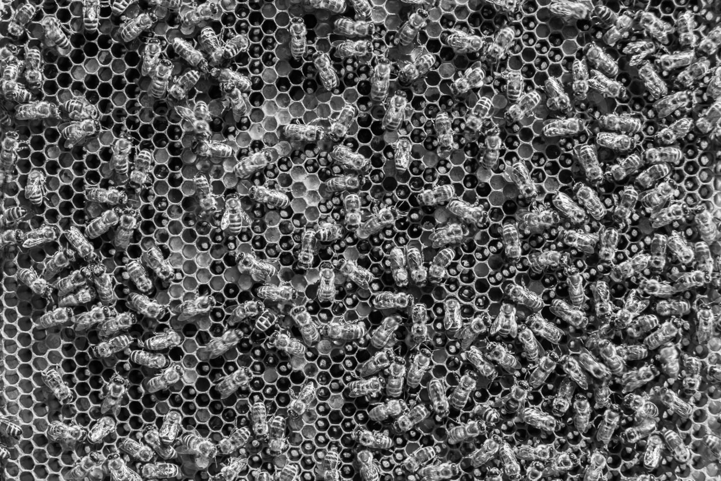 Abstract hexagon structure is honeycomb from bee hive filled photo