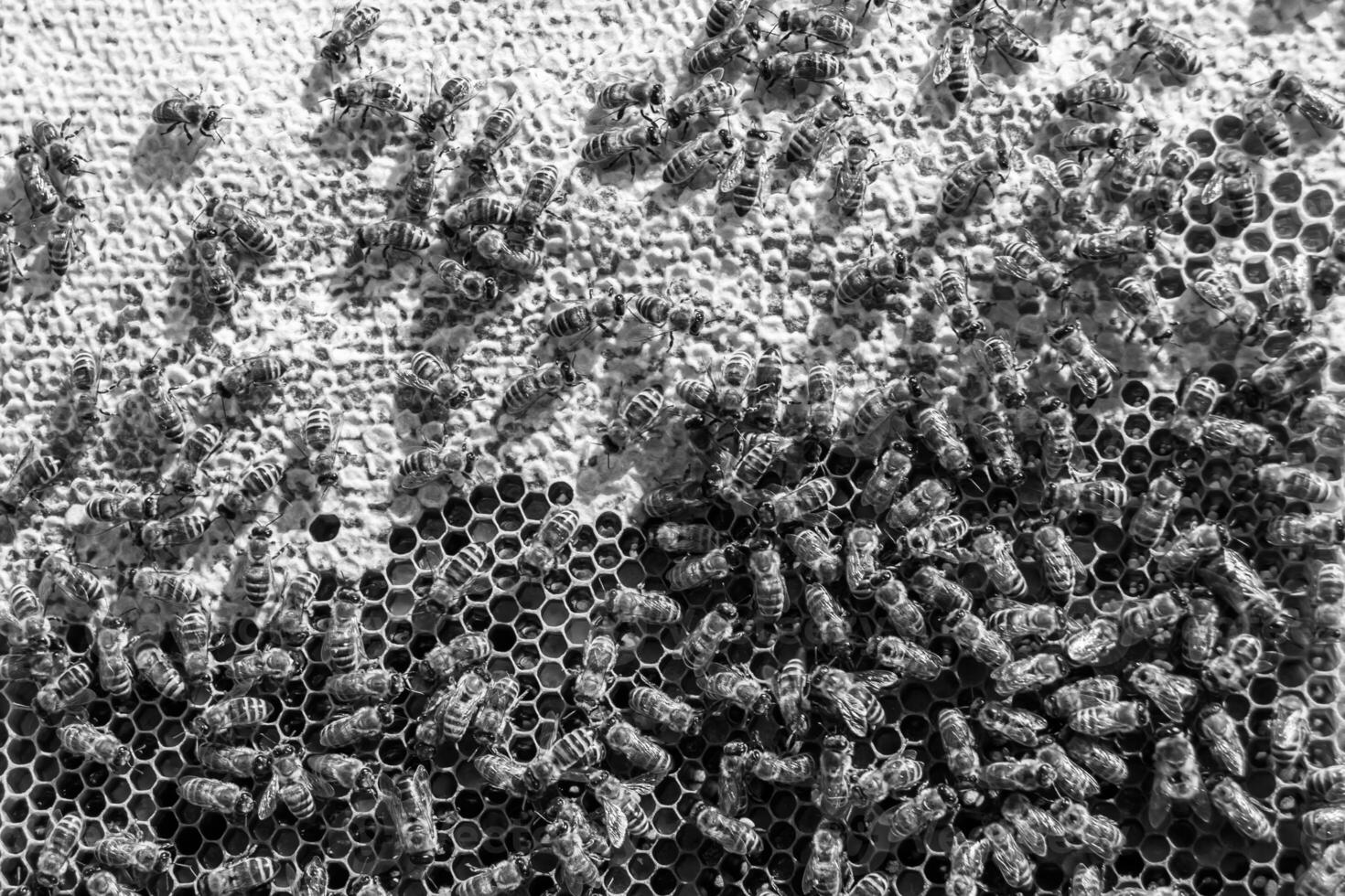 Abstract hexagon structure is honeycomb from bee hive filled photo