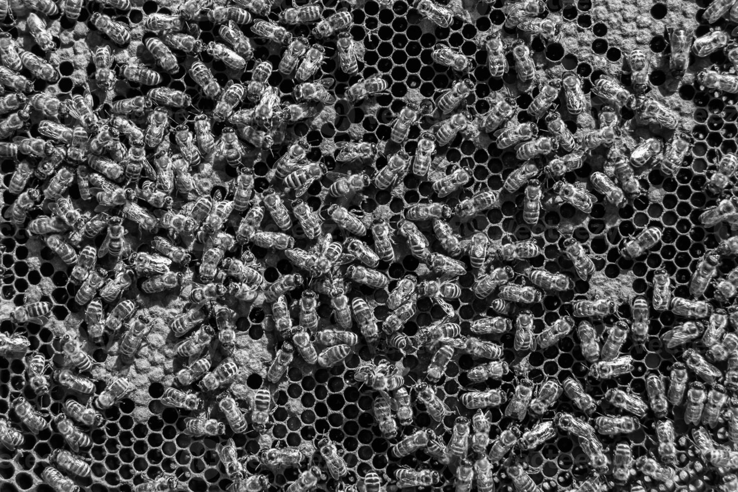 Abstract hexagon structure is honeycomb from bee hive filled photo