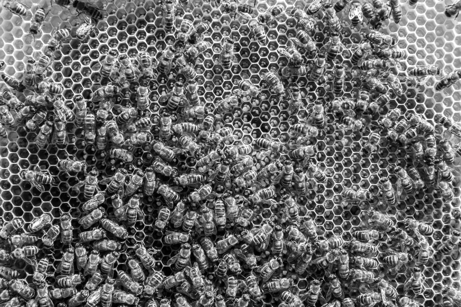 Abstract hexagon structure is honeycomb from bee hive filled photo