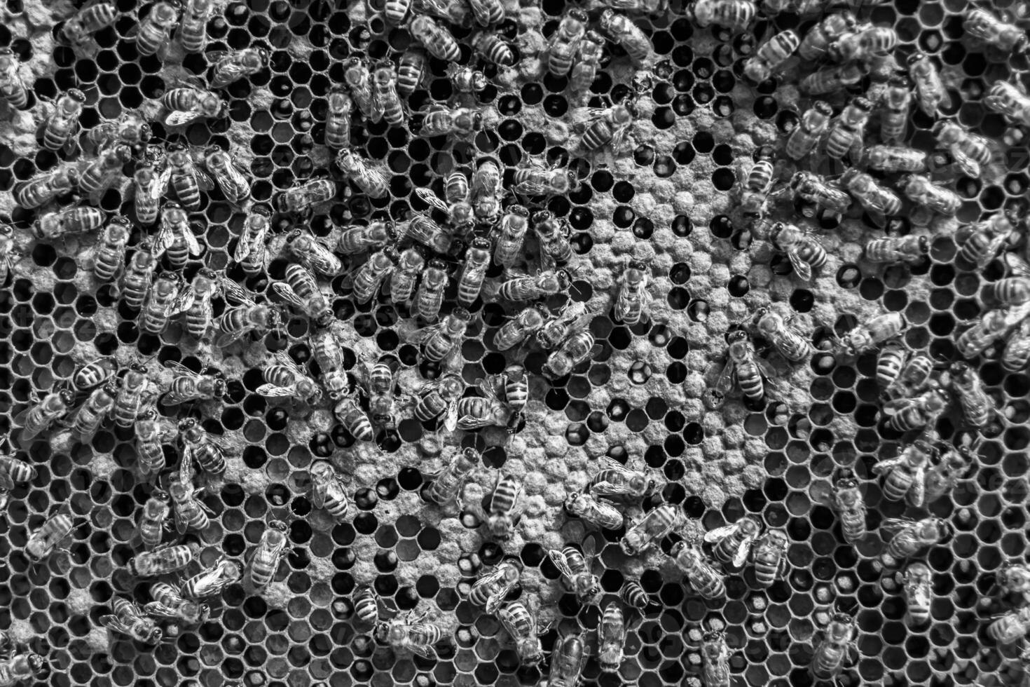 Abstract hexagon structure is honeycomb from bee hive filled photo