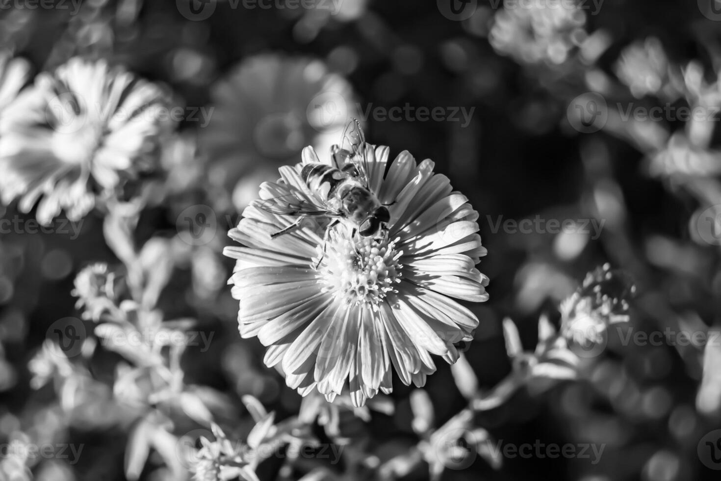 Beautiful wild flower winged bee on background foliage meadow photo