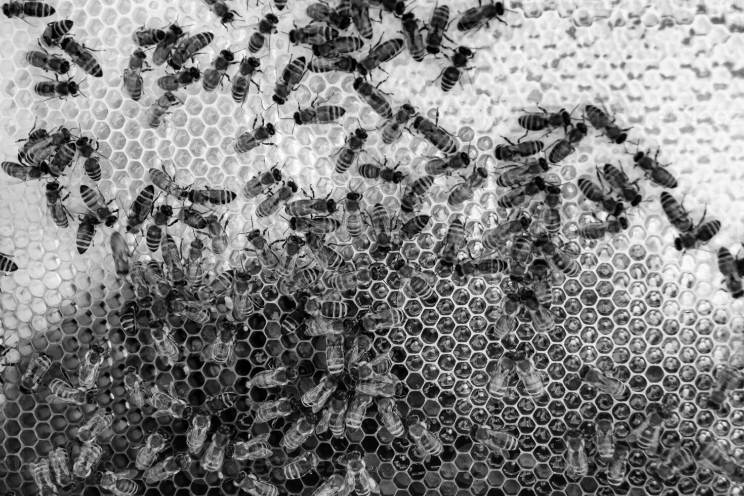 Abstract hexagon structure is honeycomb from bee hive filled photo