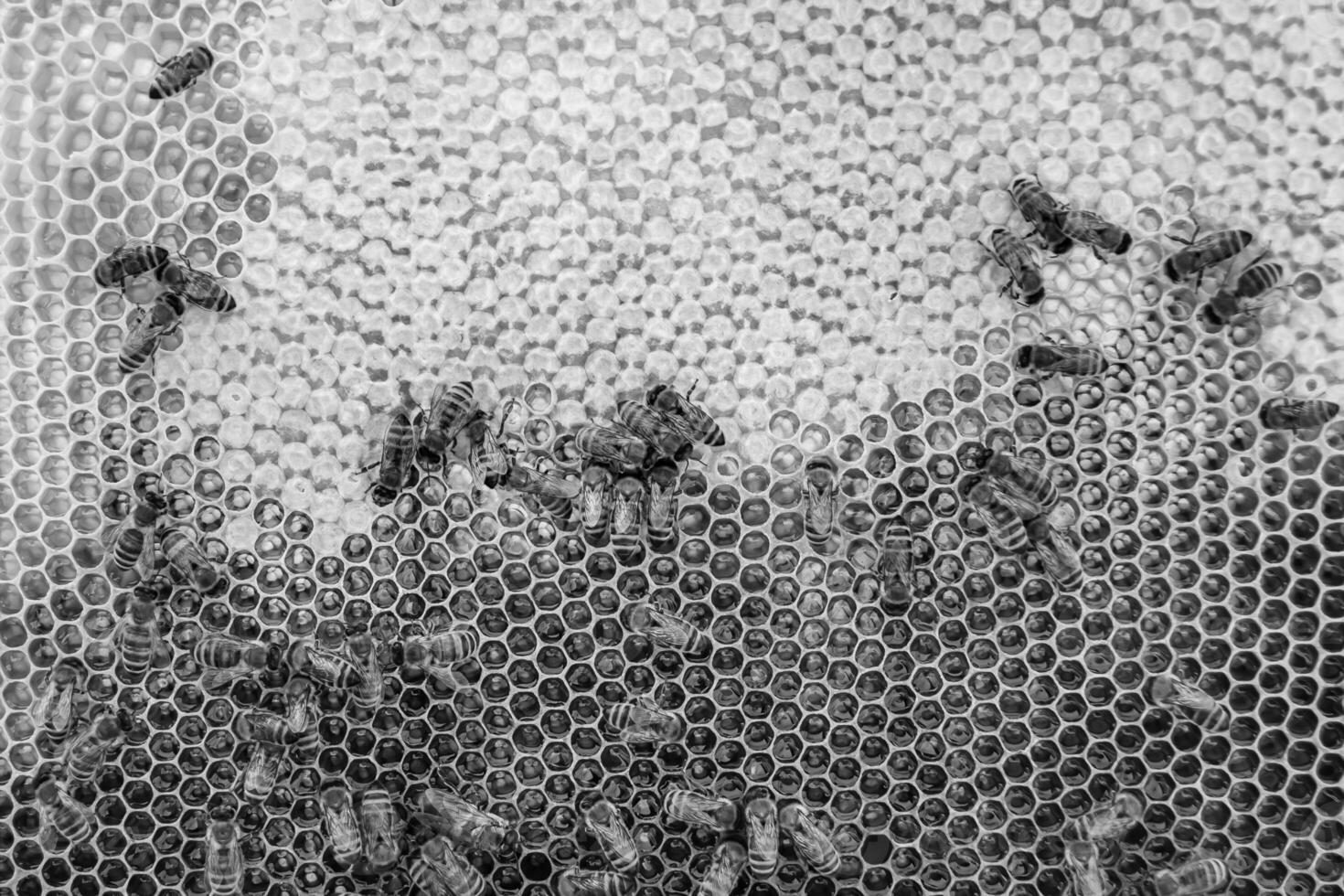 Abstract hexagon structure is honeycomb from bee hive filled photo