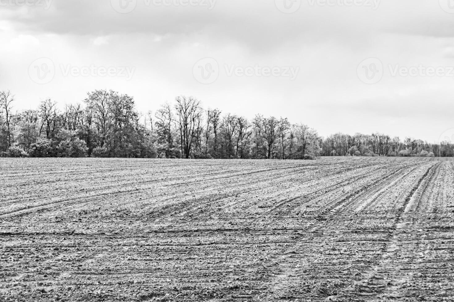 Photography on theme big empty farm field for organic harvest photo