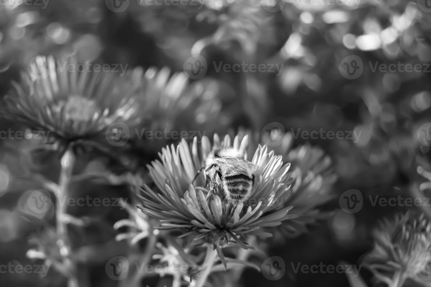 Beautiful wild flower winged bee on background foliage meadow photo
