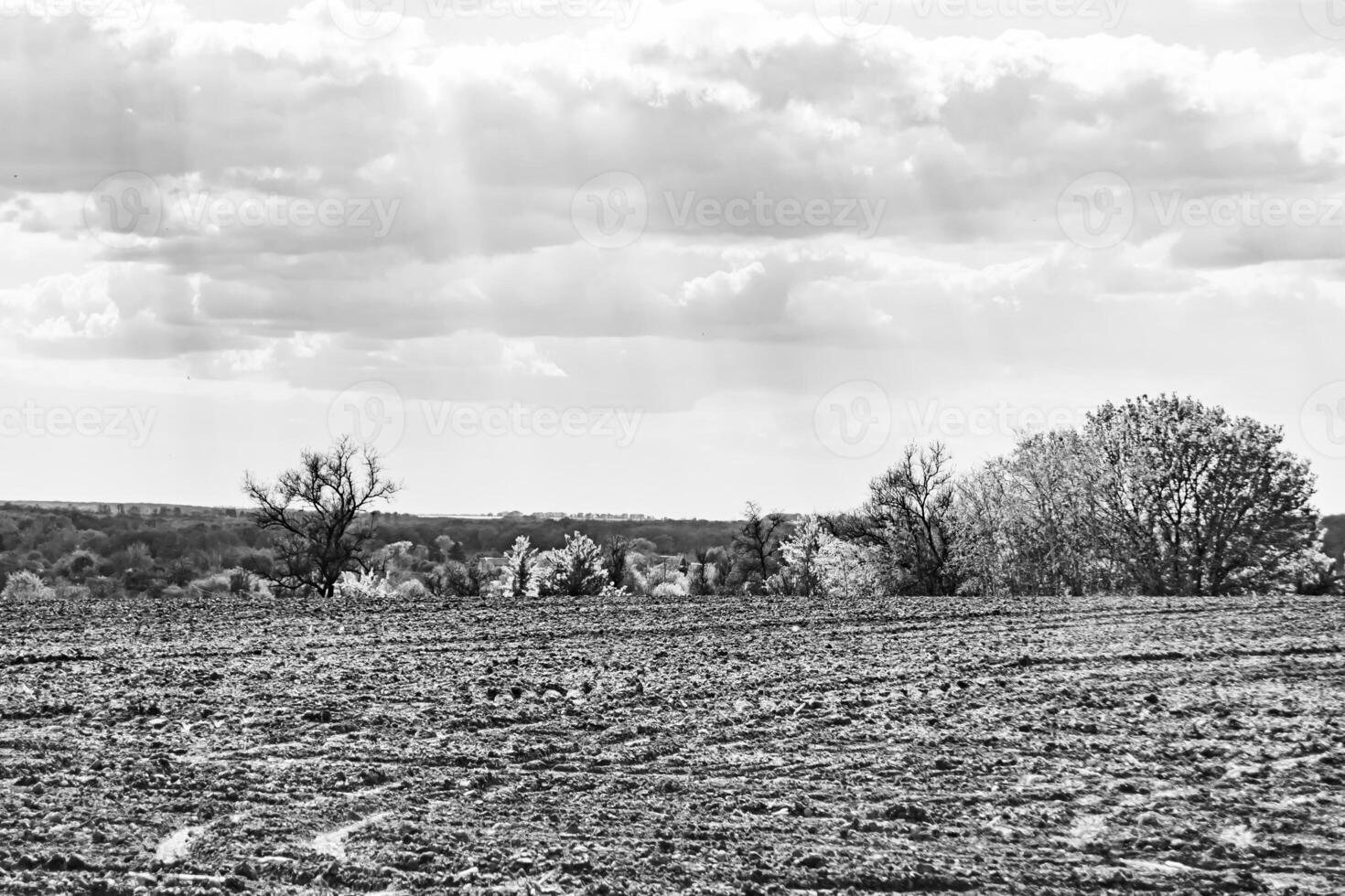 Photography on theme big empty farm field for organic harvest photo