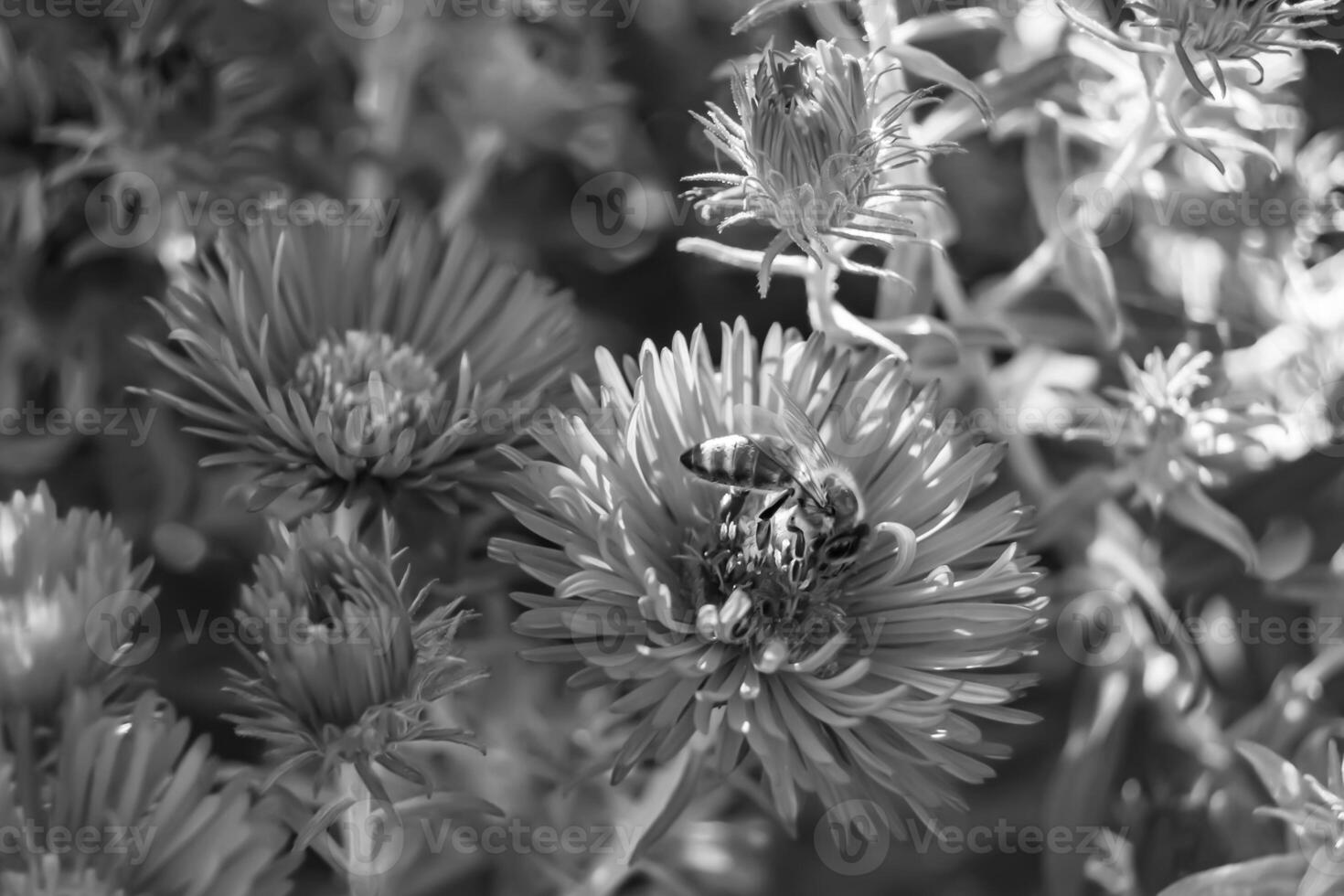 Beautiful wild flower winged bee on background foliage meadow photo