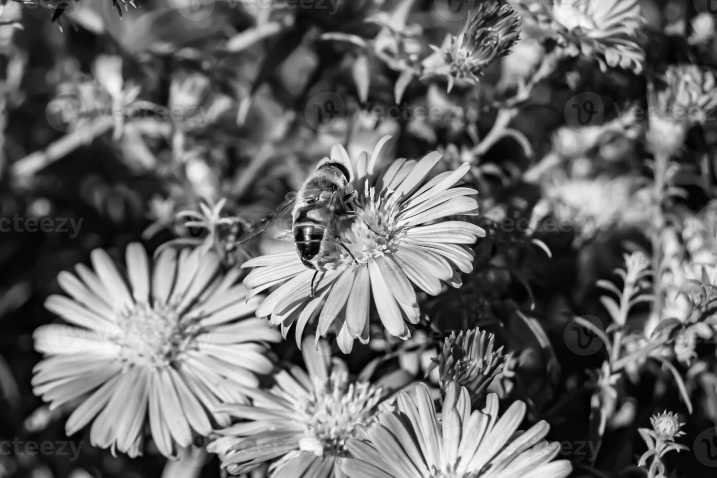 Beautiful wild flower winged bee on background foliage meadow photo