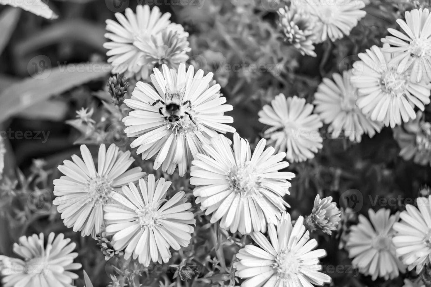 Beautiful wild flower winged bee on background foliage meadow photo