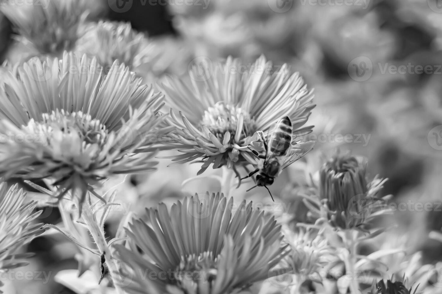 Beautiful wild flower winged bee on background foliage meadow photo