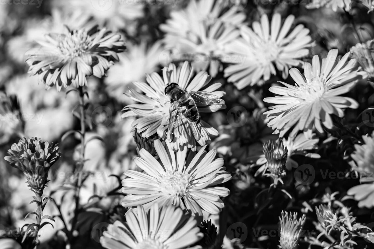 Beautiful wild flower winged bee on background foliage meadow photo