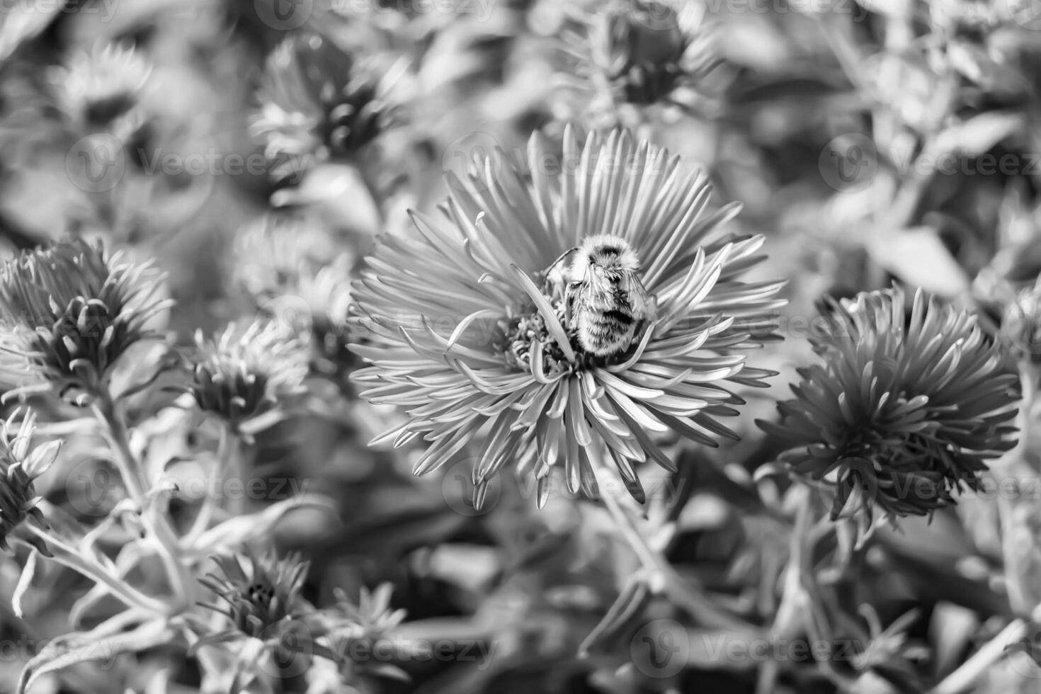 Beautiful wild flower winged bee on background foliage meadow photo