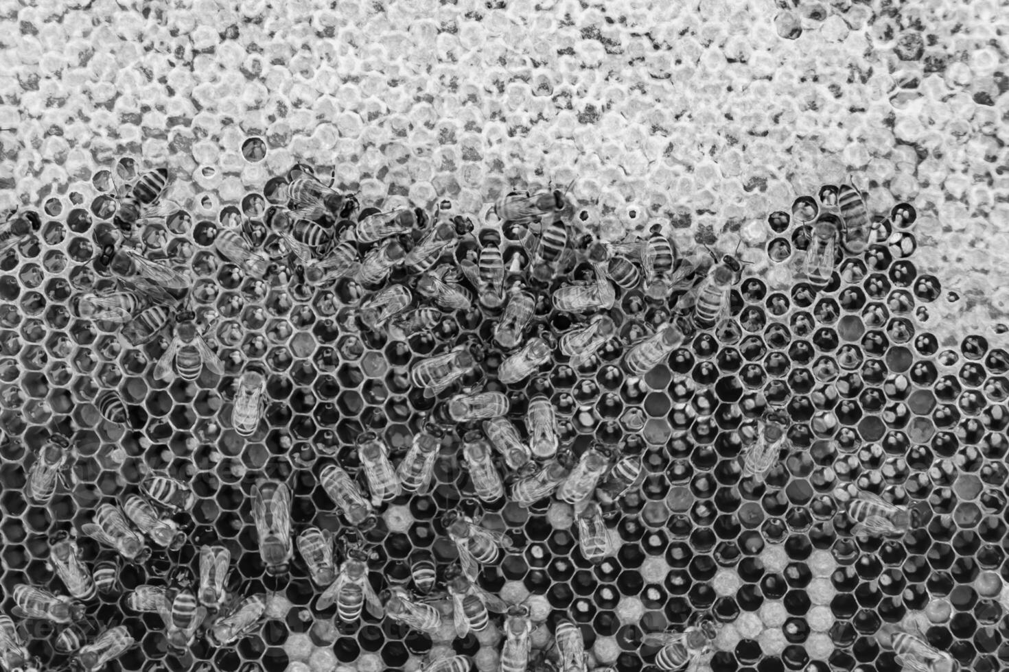 Abstract hexagon structure is honeycomb from bee hive filled photo