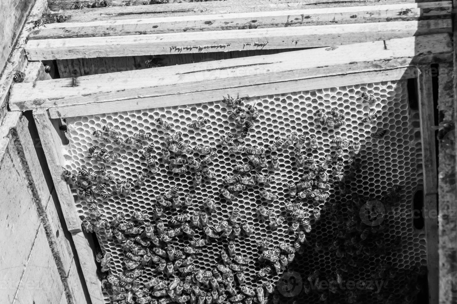 Abstract hexagon structure is honeycomb from bee hive filled photo