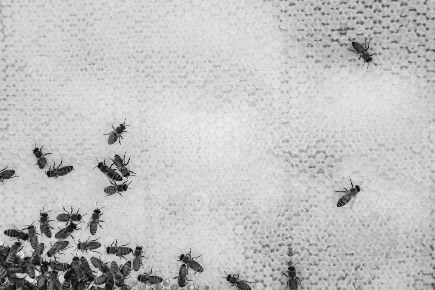 Abstract hexagon structure is honeycomb from bee hive filled photo